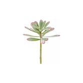 Stelo di Pianta Grassa ECHEVERIA